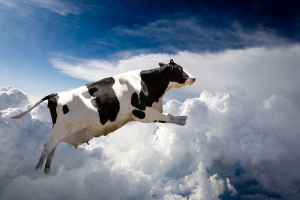 یک گاو فوق العاده که بر فراز ابرها پرواز می کند