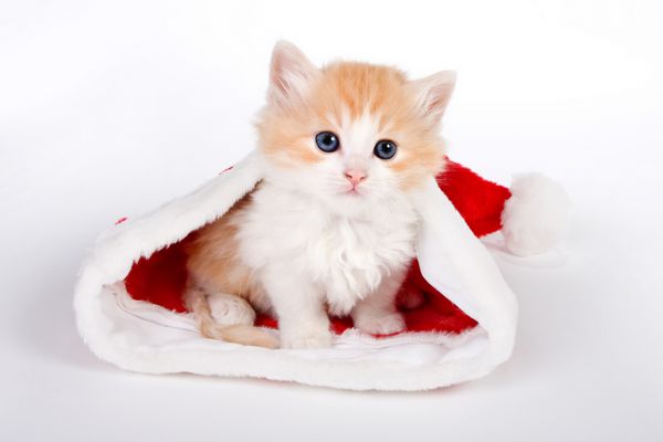 بچه گربه قرمز کوچک در کلاه کریسمس