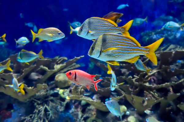 تصویر زیر آب از صخره های مرجانی و ماهی های گرمسیری