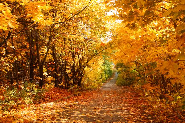 جاده از میان پارک پاییزی درختان زرد