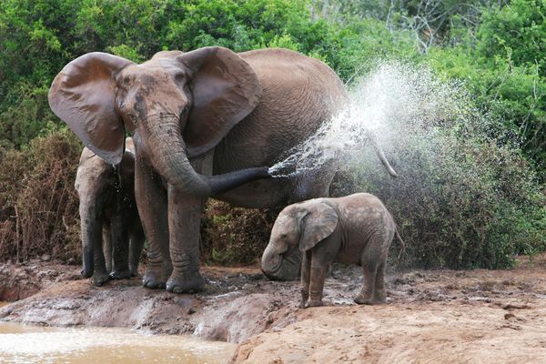 مادر و نوزاد فیل آفریقایی در حال خنک شدن در یک چاله آب