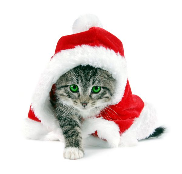 یک بچه گربه چشم سبز با لباس کریسمس