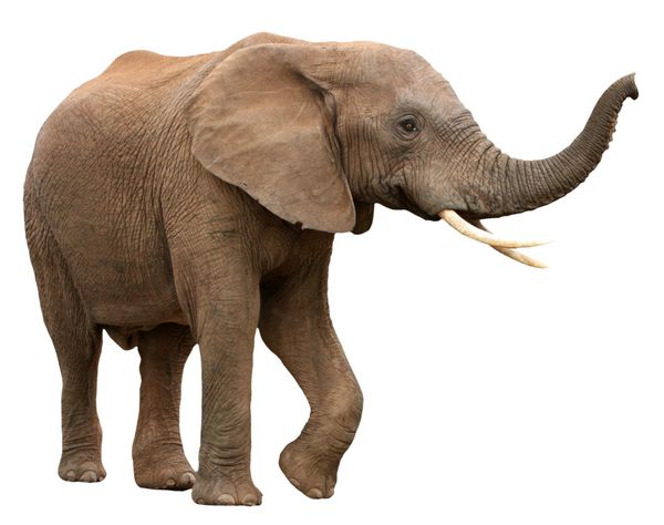 فیل نر آفریقایی بزرگ با عاج های خمیده بلند - جدا شده