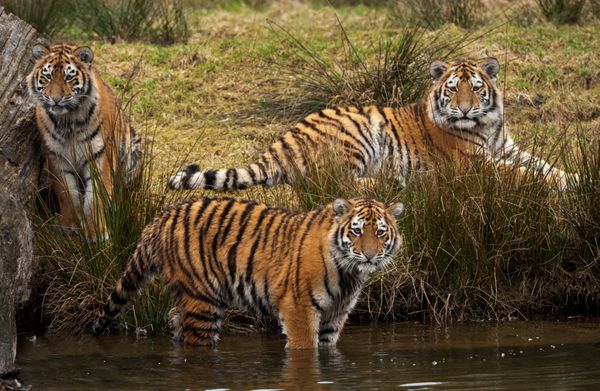 سه توله ببر سیبری که به چیزی در آب نگاه می کنند Panthera tigris altaica