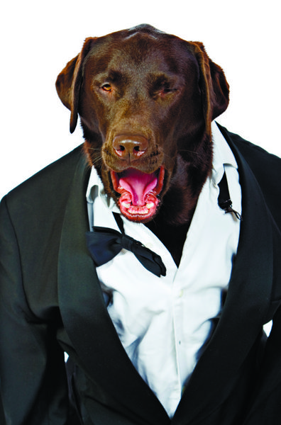 عکس سگ برتر در لباس تاکسیدو که دستوراتش را فریاد می زند