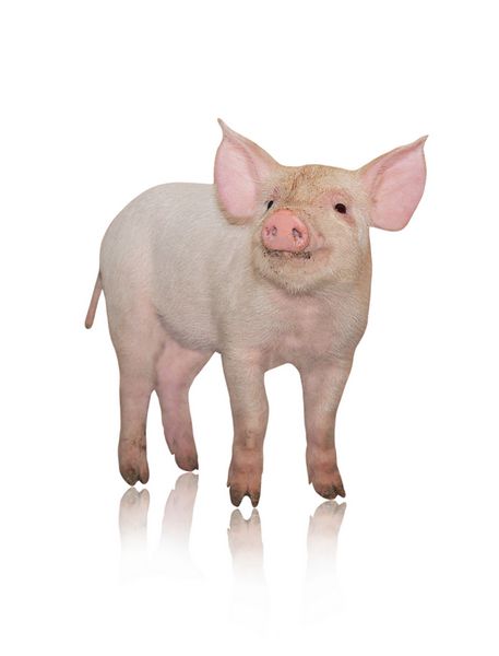 خوک کوچکی که در پس زمینه سفید نشان داده شده است