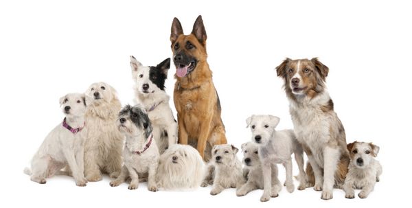گروهی از سگ ها ژرمن شپرد کولی مرزی پارسون راسل تریر و چند نژاد در مقابل پس زمینه سفید