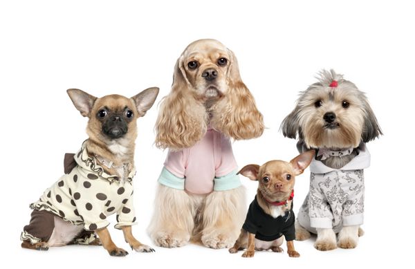 گروهی از 4 سگ لباس پوشیده چیهواهوا شیتزو و کوکر اسپانیل در مقابل پس زمینه سفید
