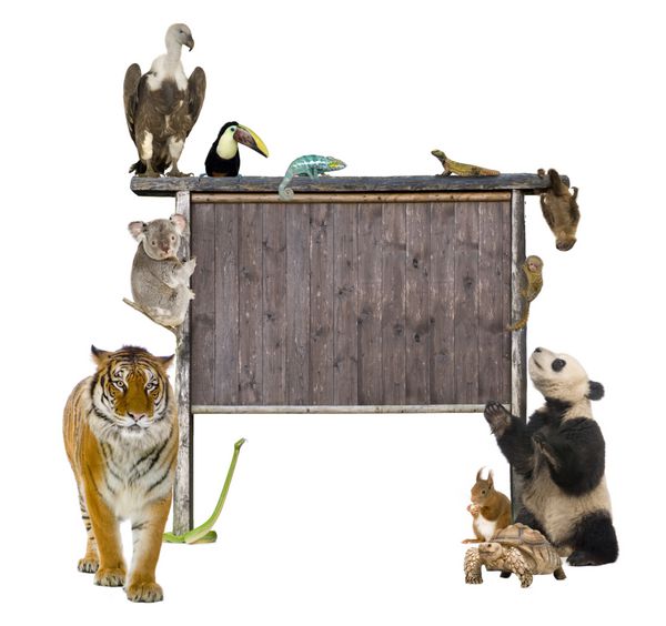 گروهی از حیوانات وحشی در اطراف یک تابلوی چوبی خالی در مقابل پس زمینه سفید
