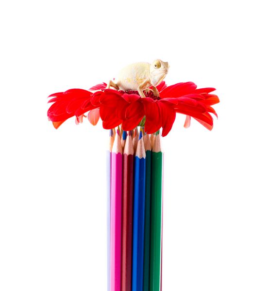 مداد رنگی و گل