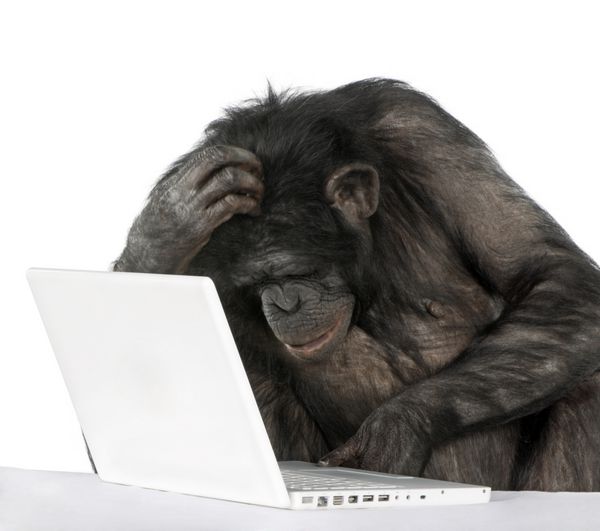 میمون مختلف بین شامپانزه و بونوبو در حال بازی با لپ تاپ در مقابل پس زمینه سفید