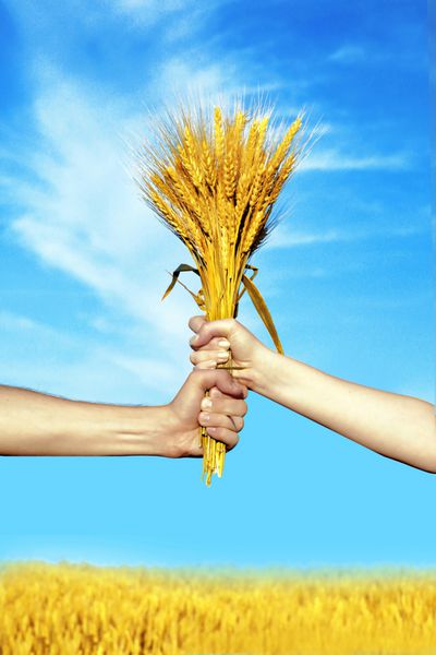 دست‌های زن و انسان که دسته‌ای از خوشه‌های گندم طلایی را در پس‌زمینه آسمان آبی در دست دارند