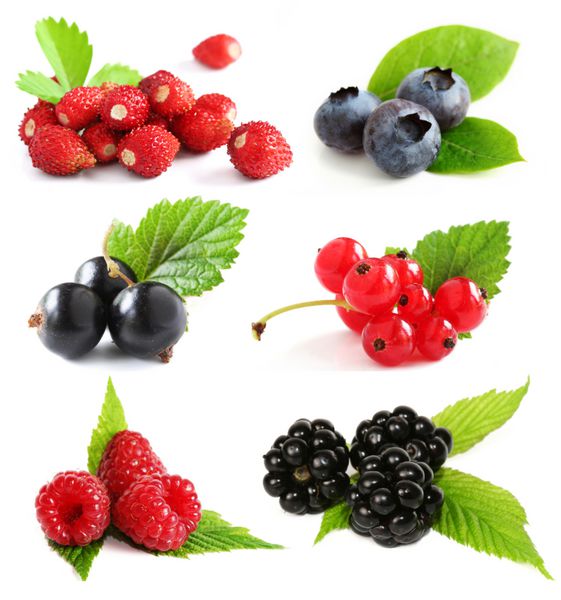 گزیده ای از میوه های توت تابستانی شامل زغال اخته تمشک توت سیاه و قرمز توت فرنگی وحشی و شاه توت با برگ گیاه