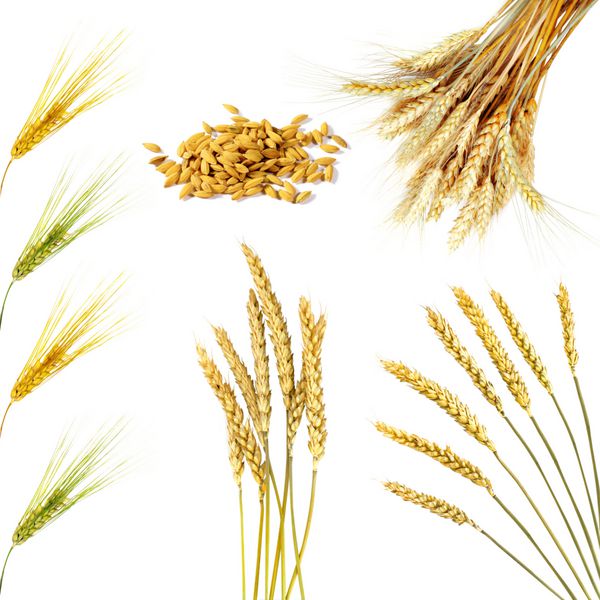 مجموعه خوشه های گندم طلایی جدا شده در پس زمینه سفید