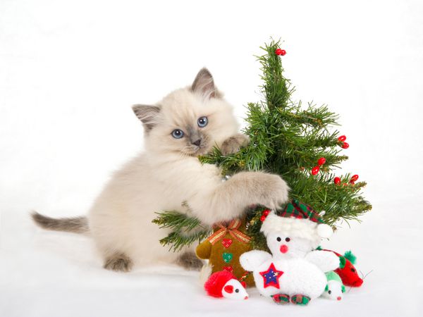 بچه گربه Ragdoll با درخت کریسمس و اسباب بازی در زمینه پارچه برفی تقلبی سفید