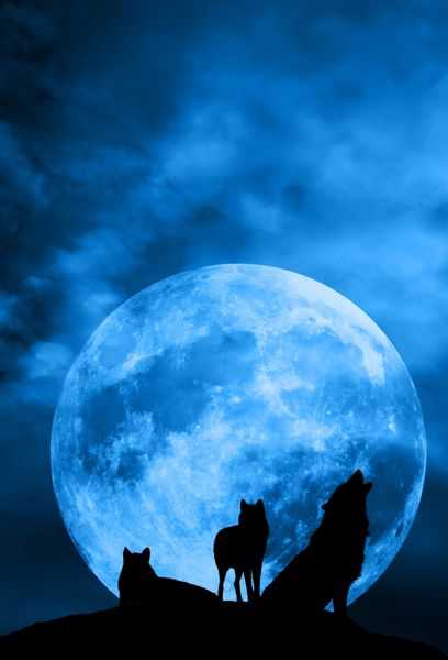 دسته گرگ ها در حالت شبح در مقابل یک ماه کامل بزرگ یکی از آنها زوزه می کشد