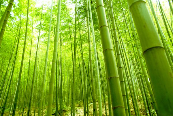 جنگل بامبو پس زمینه سبز طبیعی