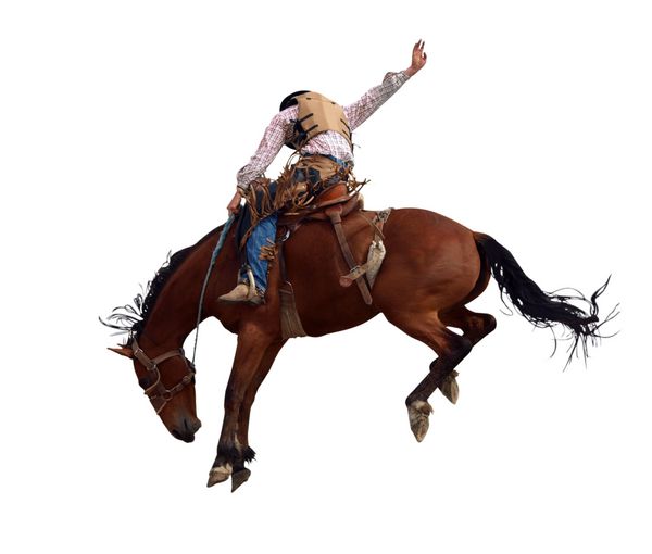 Bucking Rodeo Horse ایزوله شده با مسیر برش