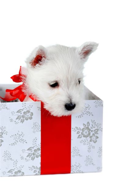 توله سگ سفید سرگرم کننده با روبان قرمز در جعبه پرتره