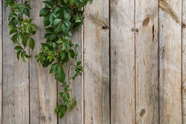 دیوار چوبی با برگ های سبز