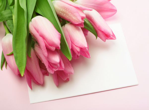 کارت خالی برای بهار عید پاک یا روز مادر با لاله های صورتی