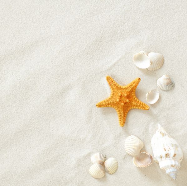 ساحلی با صدف های دریایی و ستاره دریایی