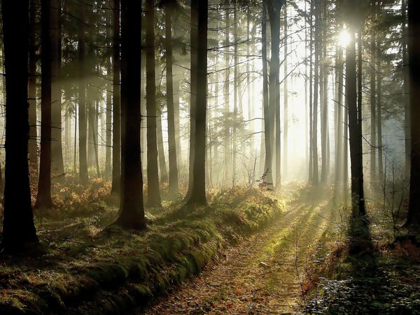 مسیری که از میان جنگل های مخروطی در جهت غروب خورشید منتهی می شود عکس در نوامبر گرفته شده است