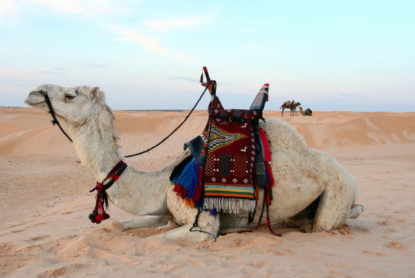 شتر بدوی زین شده در صحرا نشسته است