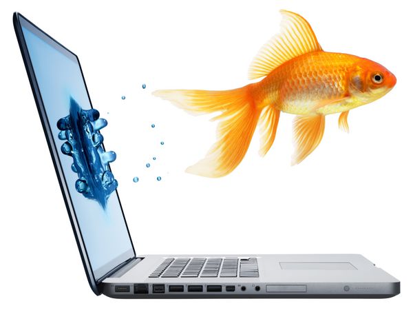 ماهی طلایی که از لپ تاپ جدا شده در پس زمینه سفید می پرد