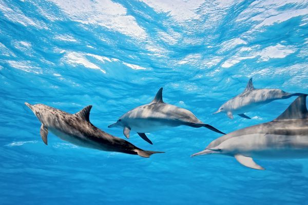 دلفین ها در دریا
