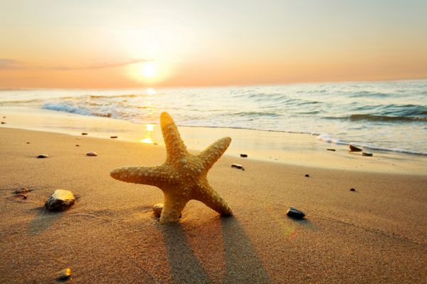 ستاره دریایی در ساحل زمان تابستان