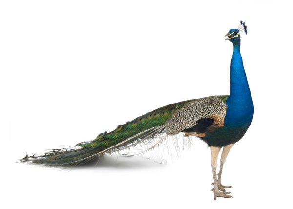 طاووس هندی نر در مقابل پس زمینه سفید