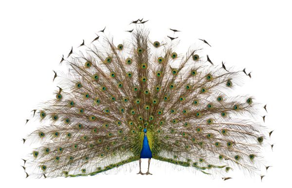 نمای جلوی طاووس هندی نر که پرهای دم را در مقابل پس زمینه سفید نشان می دهد