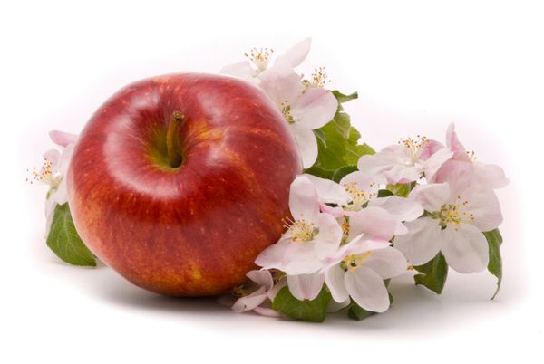 شکوفه‌های سیب قرمز رسیده و درخت سیب روی پس‌زمینه سفید