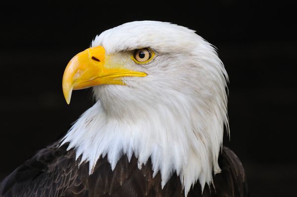 پرتره یک عقاب کچل آمریکایی نماد آزادی ایالات متحده آمریکا