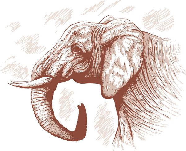 نقاشی فیل با وکتور رنگ در یک لایه جداگانه قرار دارد و می توان آن را جابجا یا حذف کرد