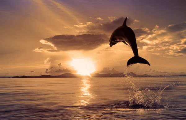 دلفین زیبا در زمان غروب خورشید از اقیانوس به سمت خورشید می پرد