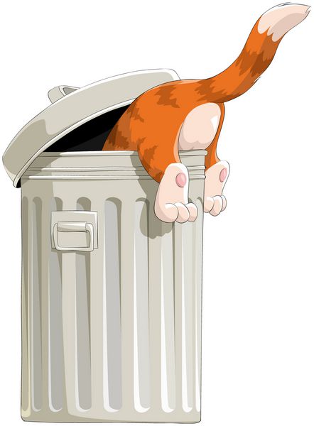 گربه قرمز در سطل زباله کاوش می کند