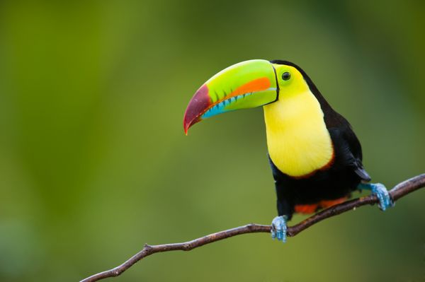 Keel Billed Toucan از آمریکای مرکزی