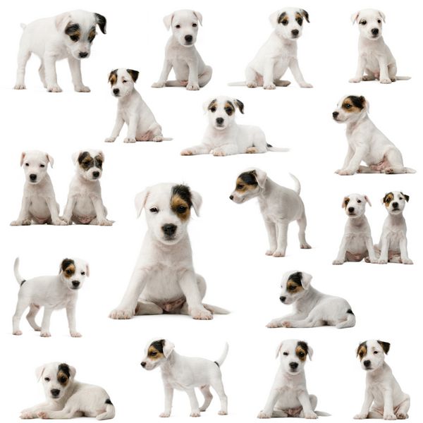 مجموعه توله سگ های پارسون راسل تریر در مقابل پس زمینه سفید