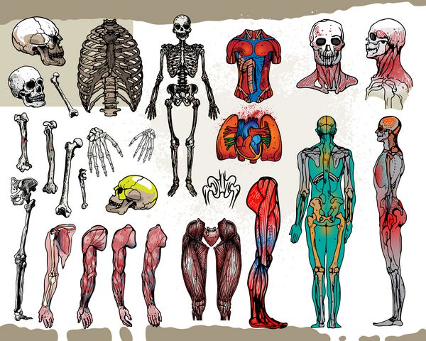 استخوان ها و اندام های انسان