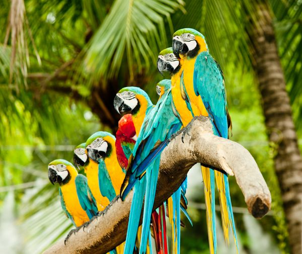 گروهی از ماکائوهای رنگارنگ روی درخت