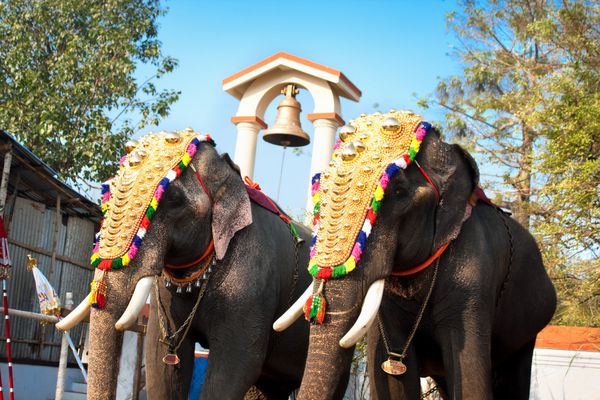 فیل های تزئین شده برای رژه در جشنواره سالانه در معبد سیوا کوچین هند
