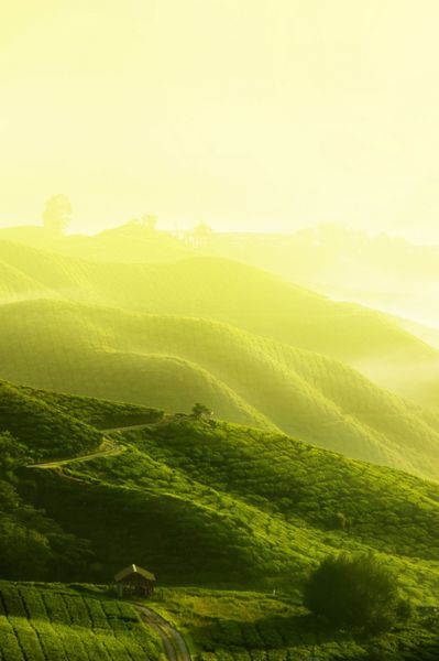 مزارع چای در کامرون هایلندز مالزی طلوع آفتاب در صبح زود همراه با مه