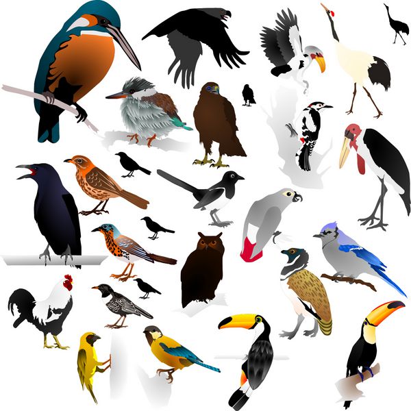 مجموعه تصاویر وکتور پرندگان