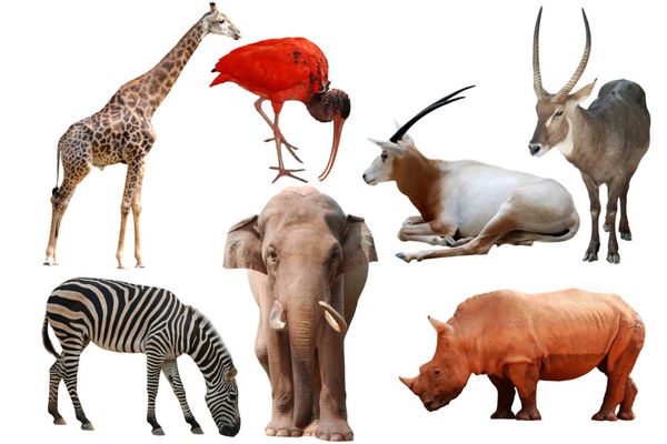 مجموعه حیوانات وحشی جدا شده روی سفید
