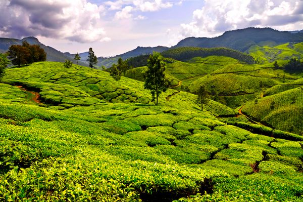 مزارع چای Munnar کرالا هند