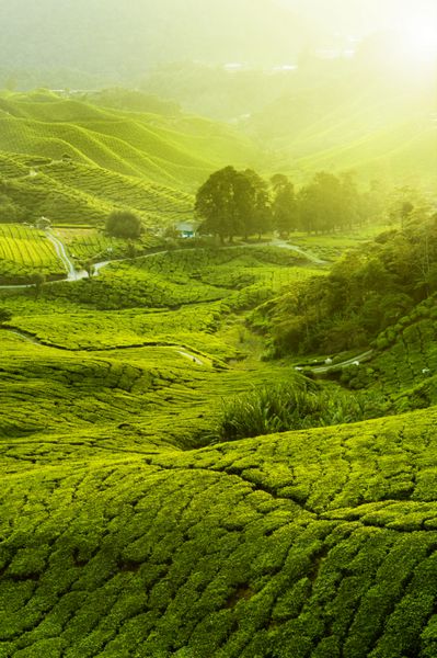 مزارع چای در کامرون هایلندز مالزی طلوع آفتاب در صبح زود همراه با مه