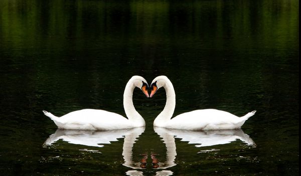دو قو سفید زیبا به صورت عاشقانه در کنار هم شکل قلب را در یک دریاچه ایجاد می کنند