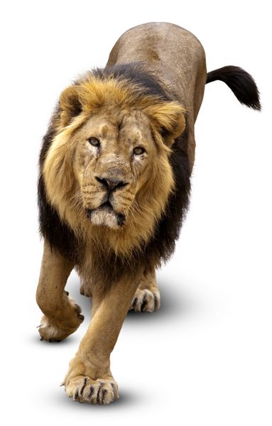 شیر Panthera leo در مقابل پس زمینه سفید جدا شده